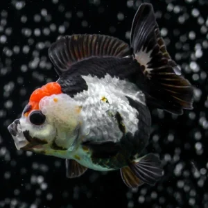 Panda Gold