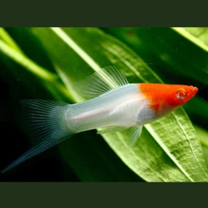 Santa Claus Swordtail