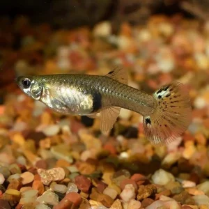 Cobra Dumbo Guppy