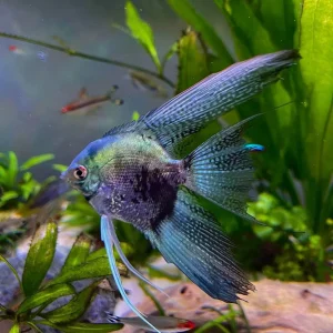Blue Pinoy Angel