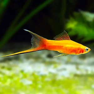Pineapple Swordtail (Yellow)