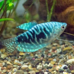 Blue Gourami
