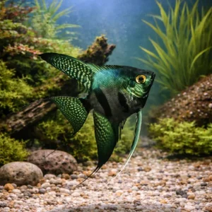 Green Pinoy Angel