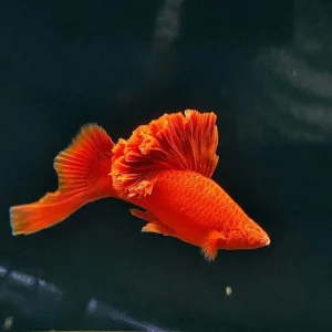 Balloon Swordtail