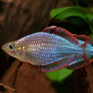 Peacock Rainbow