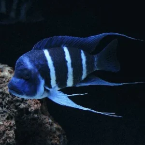 Frontosa