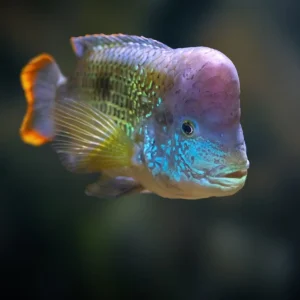 Green Terror