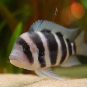 Buffalo / Buttikoferi Cichlid