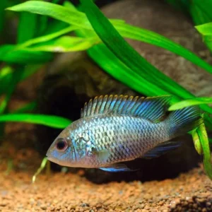 Blue Acara
