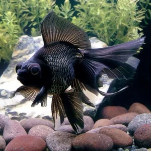 Black Gold