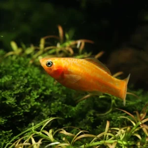 Orange Molly