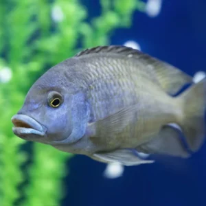 Blue Dolphin