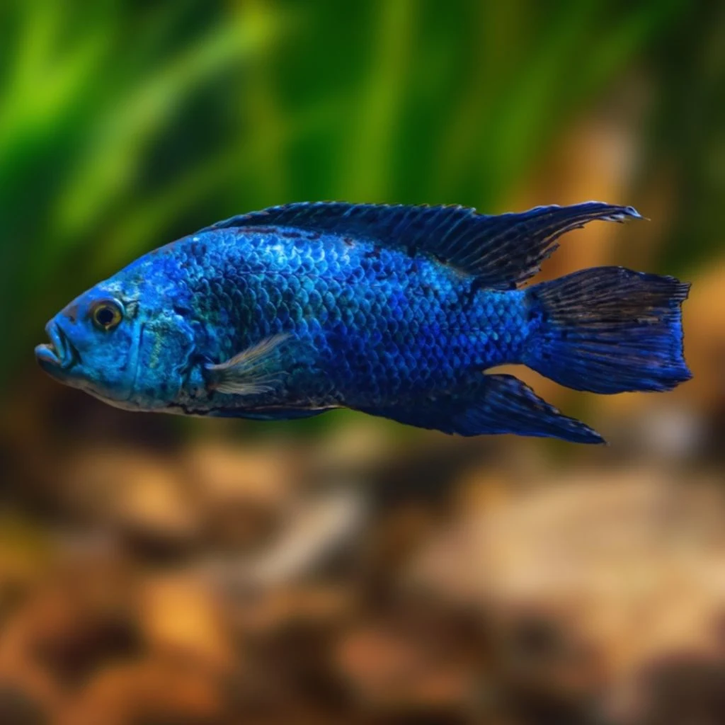 Electric Blue Jack Dempsey