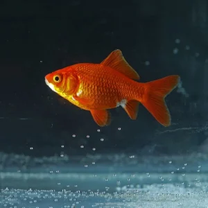 Submarine Gold