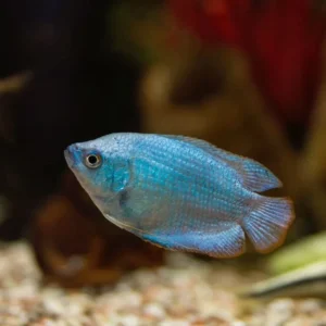 Neon Gourami
