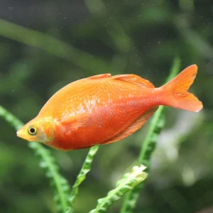 Scarlet Rainbow (Only Male)
