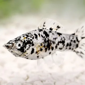 Dalmatian Molly