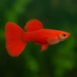 Albino Full Red Guppy