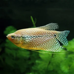 Pea Gourami (Male)