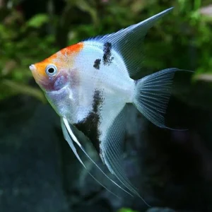 Koi Ghost Angel