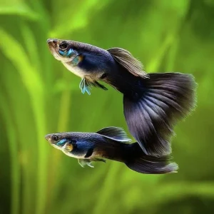Black Moscow Guppy