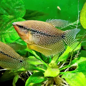 Pea Gourami (Female)