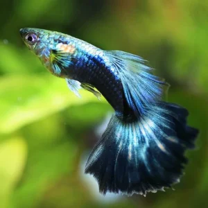 Blue Moscow Guppy