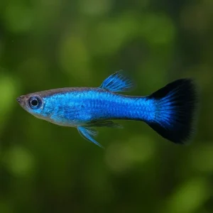 Blue Short Tail Guppy