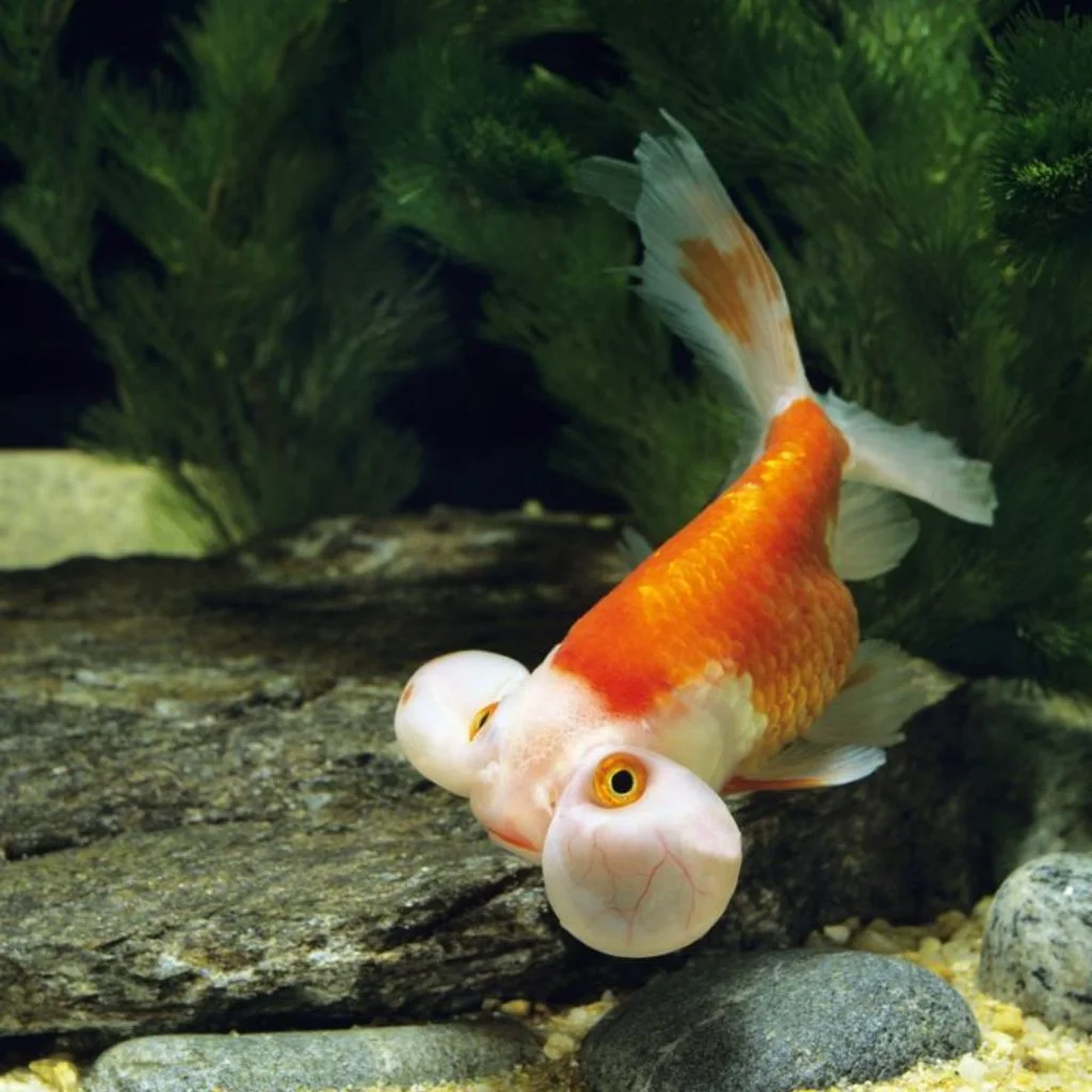 Bubble Eye Gold