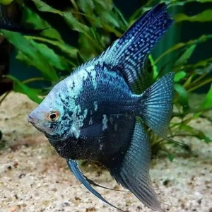 Blue Angel