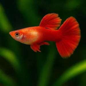 Red Polar Guppy