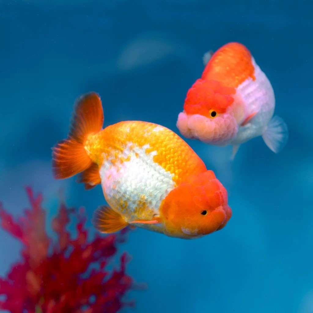 Ranchu Gold fish