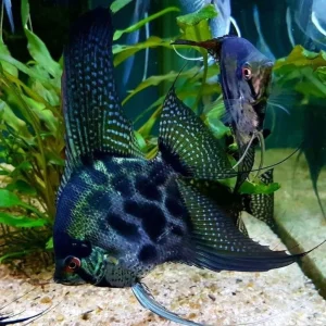 Blue Leopard Angel