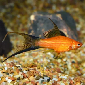 Lyre Tail Swordtail